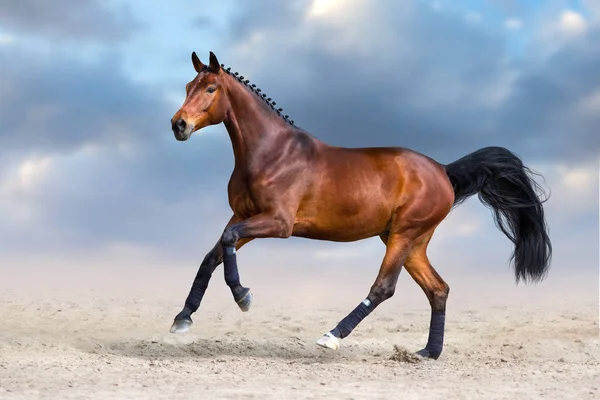 Bay stallion run fast in dust — Stock Photo, Image