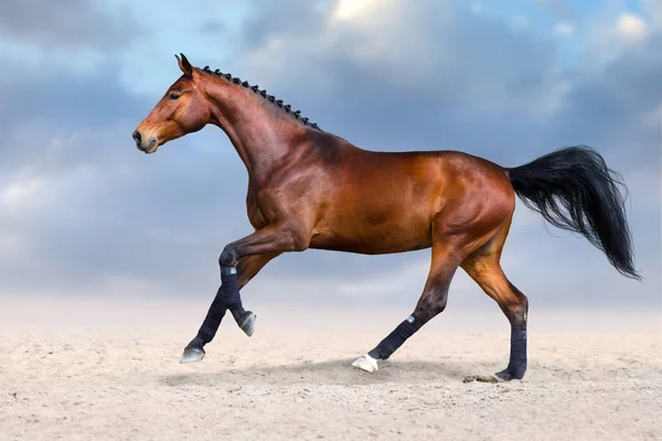 Bay stallion run fast in dust — Stock Photo, Image