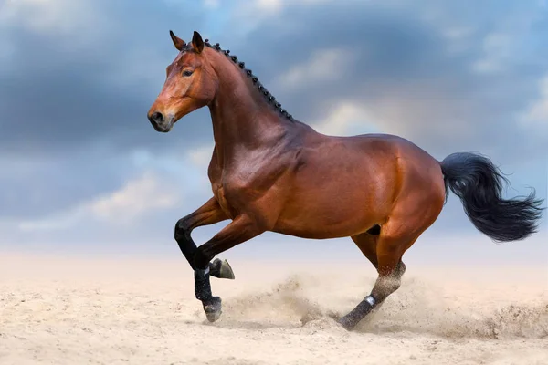 美丽的马很快地跑进沙漠尘土对黑暗的天空 — 图库照片