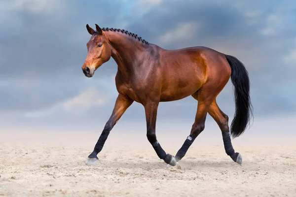 Ló ügetés-sivatagban — Stock Fotó