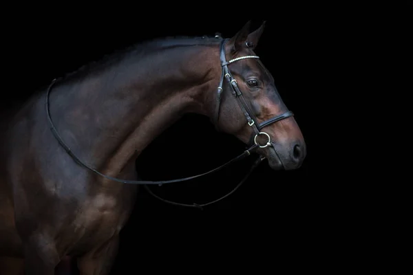 黒の馬の肖像画 — ストック写真