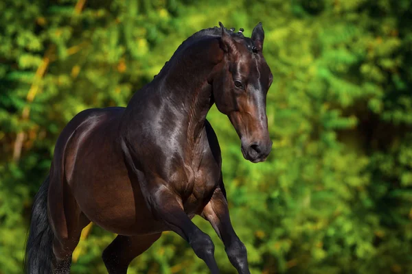 Portrait Cheval Gratuit Mouvement Course Chevaux Prairie Verte Été — Photo