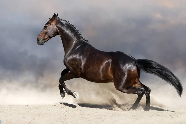 Bay stallion run fast in dust — Stock Photo, Image