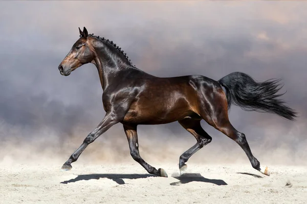 Caballo trotando en el desierto —  Fotos de Stock