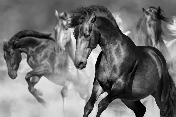 Cavalos em movimento preto e branco — Fotografia de Stock