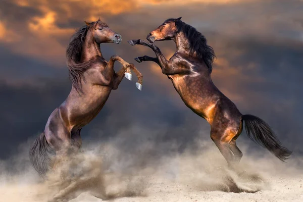 Dois cavalos de luta — Fotografia de Stock