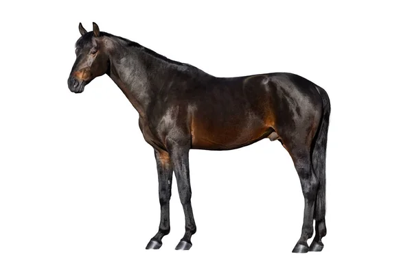 Bay Horse Külső Elszigetelt Fehér Background — Stock Fotó