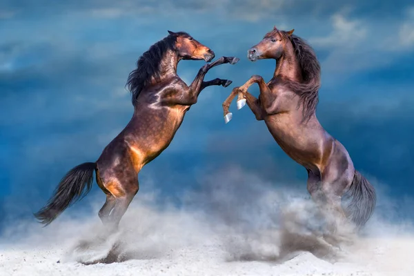 Dois Cavalos Brincam Criam Deserto Contra Céu Pôr Sol — Fotografia de Stock