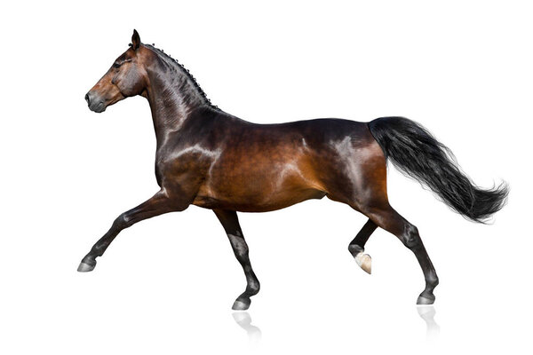 Horse trotting isolated