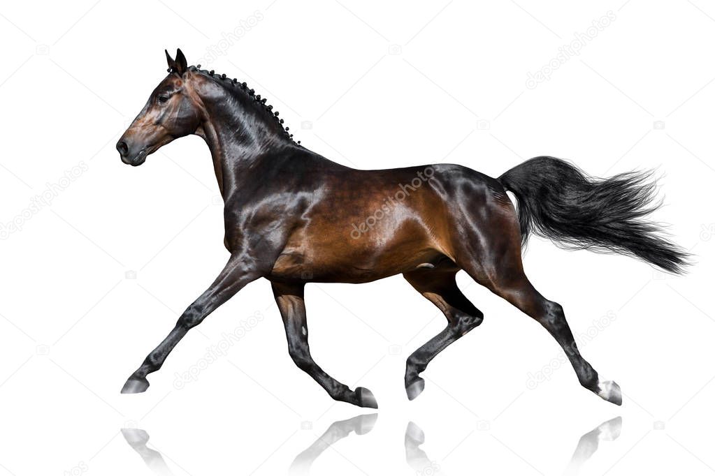 Horse trotting isolated — Stock Photo © callipso_art 163412916
