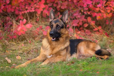 Alman çoban köpek sonbahar parkta yatıyordu
