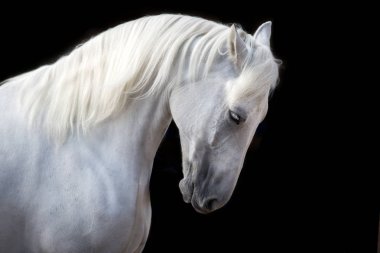 Hareket siyah arka plan üzerine uzun yele ile beyaz Endülüs at