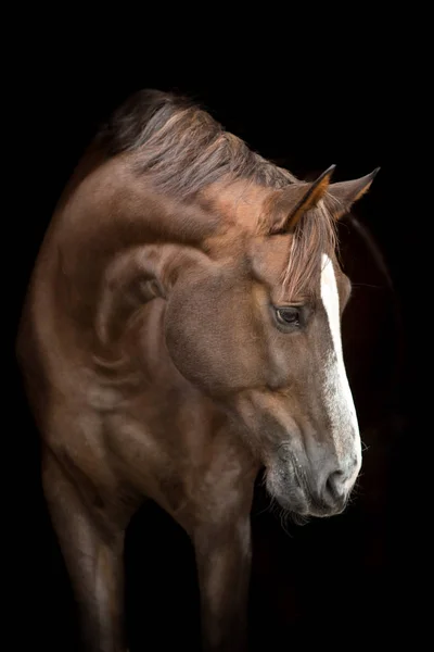 Röd Häst Porträtt Svart Bakgrund — Stockfoto