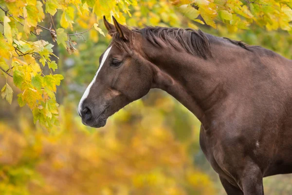 Ritratto Rosso Hore Sfondo Autunno — Foto Stock