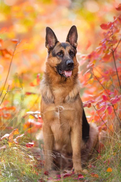 German Shepherd Dog Close Portrait Fall Park — Stock Photo, Image