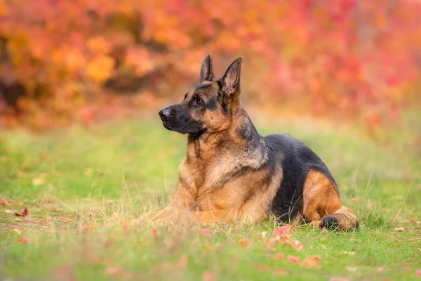 Německý Ovčák Pes Ležel Podzim Park — Stock fotografie