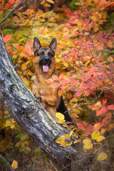 German Shepherd Dog Close Portrait Fall Park — Stock Photo, Image