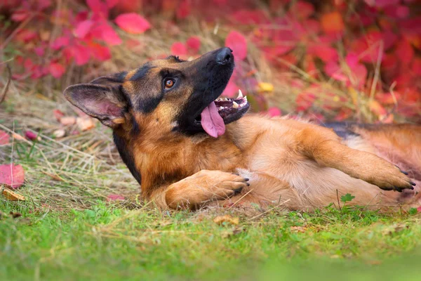 German Shepherd Dog Lay Autumn Park — Stock Photo, Image