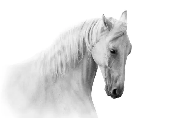 Cavallo Bianco Vicino Movimento Ritratto Sfondo Bianco — Foto Stock