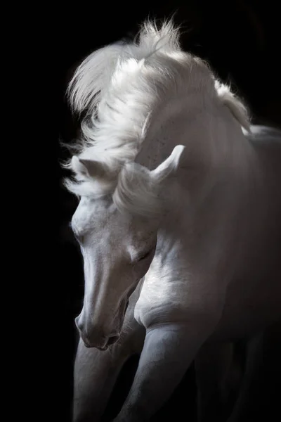 Cavalo Andaluz Branco Com Crina Longa Sobre Fundo Preto Movimento — Fotografia de Stock