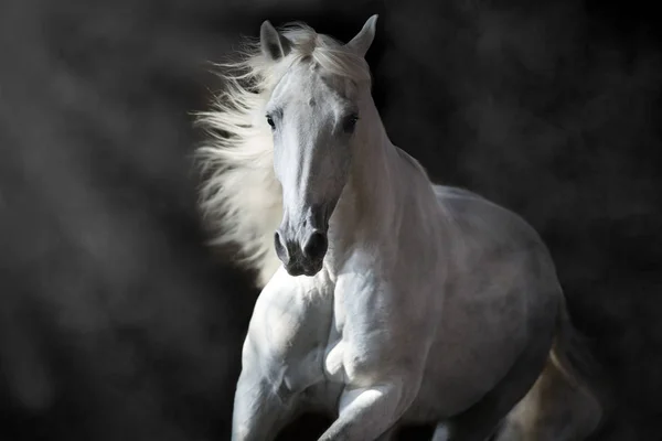 Cavalo Andaluz Branco Com Crina Longa Sobre Fundo Preto Movimento — Fotografia de Stock