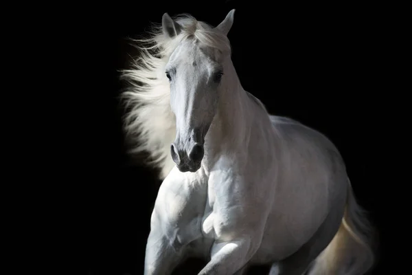 白色的安达卢西亚马 长鬃毛在黑色背景运动 — 图库照片