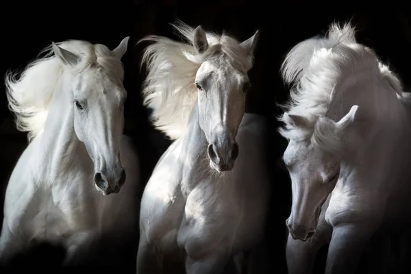 Tres Caballos Blancos Movimiento Sobre Fondo Negro —  Fotos de Stock