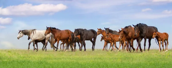春の緑の牧草地で高速実行馬群れ — ストック写真