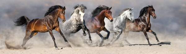 Wild herd run gallop in desert