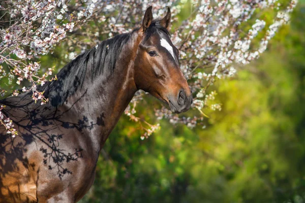 Portret Koń Gniady Wiosna Kwiat Drzewo — Zdjęcie stockowe