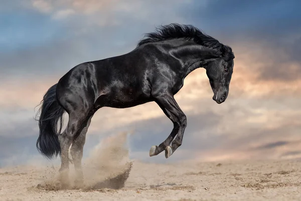 黒い馬の種馬プレイと夕焼け空と砂漠の塵にジャンプ — ストック写真