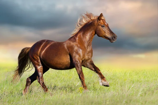 Uruchomić Konia Czerwony Galop Wiosenna Łąka Zachodzie Słońca — Zdjęcie stockowe