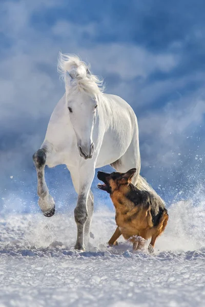 Beyaz Orlov Trotter Oyun Kar Köpek Ile — Stok fotoğraf