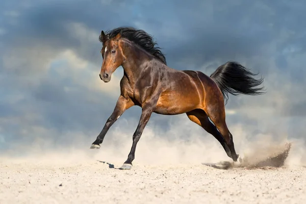 在沙漠尘埃中奔跑的海湾马 — 图库照片