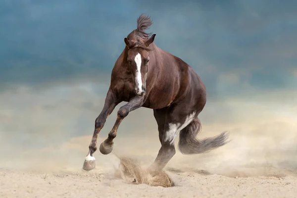 Cavalo Vermelho Executado Deserto Contra Céu Azul — Fotografia de Stock