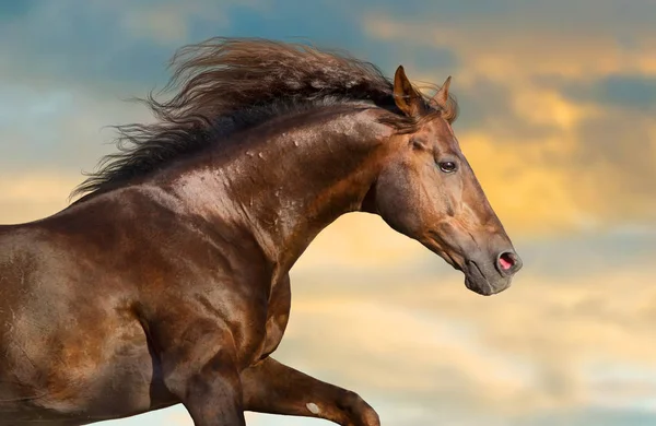 Caballo Rojo Con Largo Retrato Crin Contra Cielo Atardecer — Foto de Stock