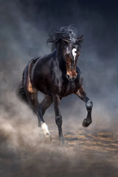 Cavalo Selvagem Executado Escuro Deserto — Fotografia de Stock