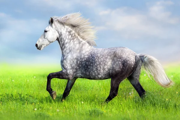 Koń Długa Grzywa Biegają Zielonej Trawie — Zdjęcie stockowe