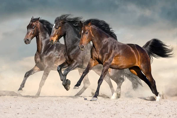 Wildpferde Rennen Dunklen Wüstenstaub — Stockfoto