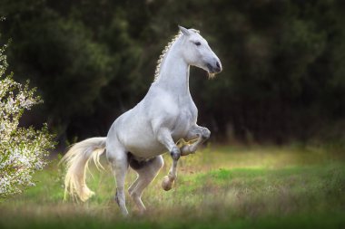 At yetiştirme kadar günbatımı ışıkta beyaz