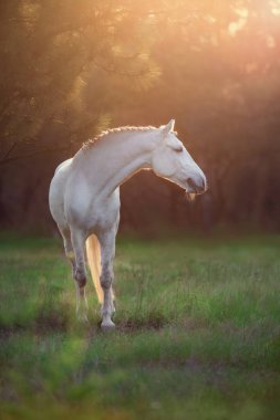 White horse ormanda günbatımı güneş ışığı