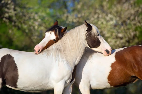 Dois Pinto Cavalo Comunicado Jardim Primavera — Fotografia de Stock