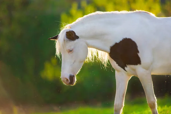 Cavalo Careca Com Longo Retrato Crina Luz Sol — Fotografia de Stock