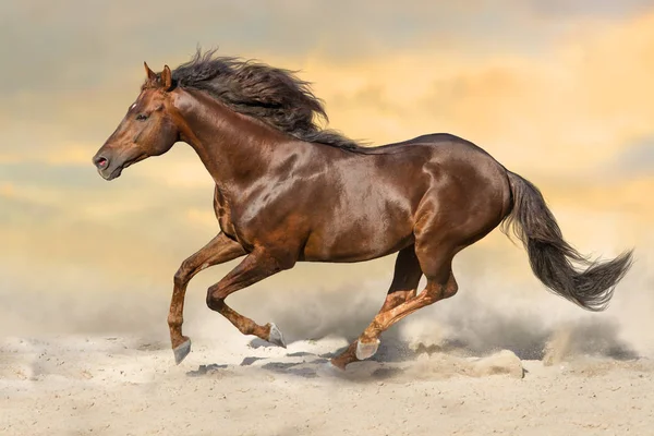 Röd Hingst Med Lång Mane Kör Sandiga Dast — Stockfoto