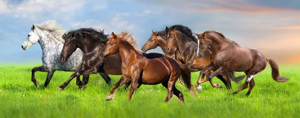 Herd Run Fast Green Field Blue Sky — Stock Photo, Image