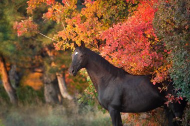Siyah aygır, sonbahar ormanlarında kırmızı ve turuncu ağaçlarla portreyi kapatır.