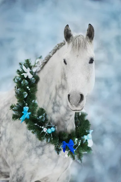 Wit Paard Met Kerst Krans Geïsoleerd Zwarte Achtergrond — Stockfoto