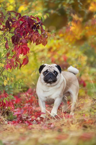 Ritratto Mops Vicino Autunno Bellissimo Parco — Foto Stock