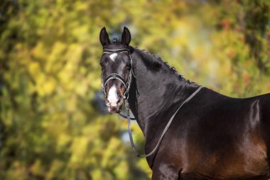 Dizgin sarı sonbahar ağaçlar karşı defne atları