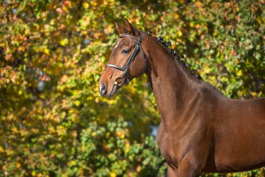 Dizgin sarı sonbahar ağaçlar karşı defne atları